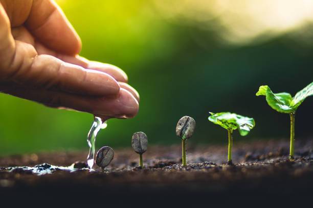 Grow coffee beans Plant coffee tree Hand care and watering the trees Evening light in nature
Cabinet de Recrutement;Conseil RH;Calvados;Manche;Orne;projets Ressources Humaines;